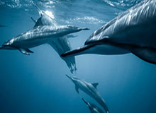 詹姆斯回答小球迷提问,爆梗“Taco Tuesday”引台下一片欢呼